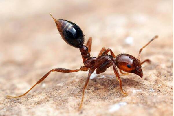 红蚂蚁对人有什么危害？红蚂蚁长什么样的和普通的蚂蚁有什么区别