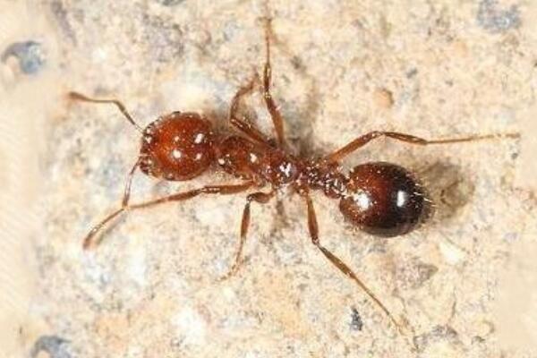 红蚂蚁对人有什么危害？红蚂蚁长什么样的和普通的蚂蚁有什么区别