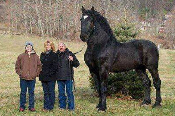 夏尔马是什么马是最高大的马吗？夏尔马为什么不建议骑