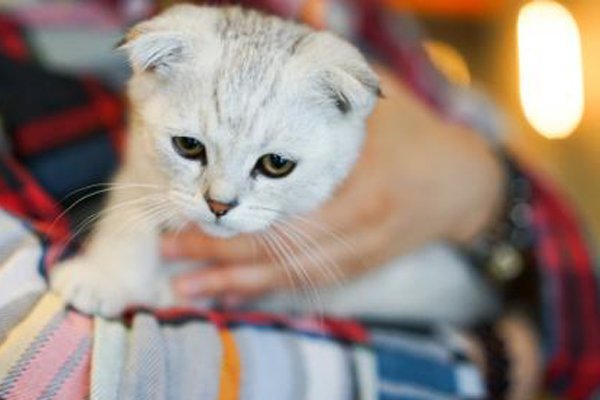 招猫亲近的人阴气重吗 猫本身就阴气重也招阴气重的人