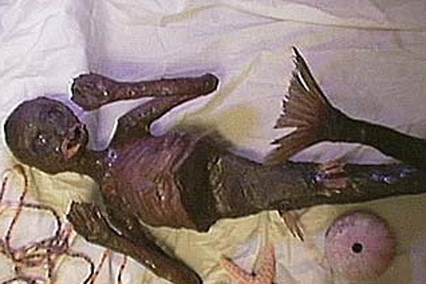 1962年活捉小人鱼事件 一个活的美人鱼被科学家发现