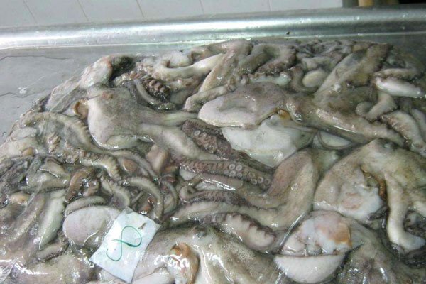八爪鱼头部内脏能吃吗 全是细菌生吃会有寄生虫出现
