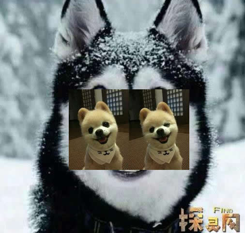 微笑狗恐怖图片：微笑狗事件原图与真相