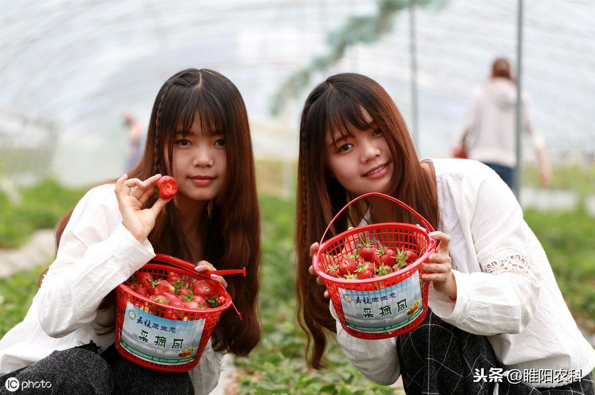 牛奶草莓到底是什么草莓，这篇文章告诉你