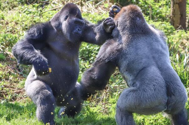 北京野生动物园内有动物效仿人类打斗是真的假的是怎么回事？