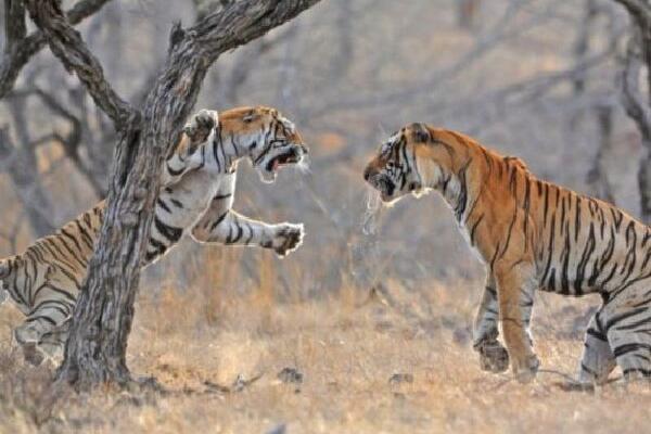 北京野生动物园内有动物效仿人类打斗是真的假的是怎么回事？