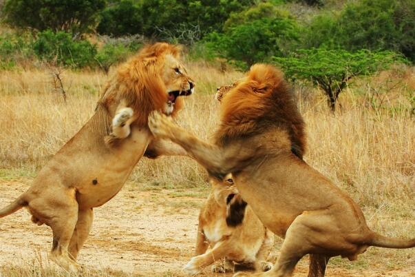 北京野生动物园内有动物效仿人类打斗是真的假的是怎么回事？