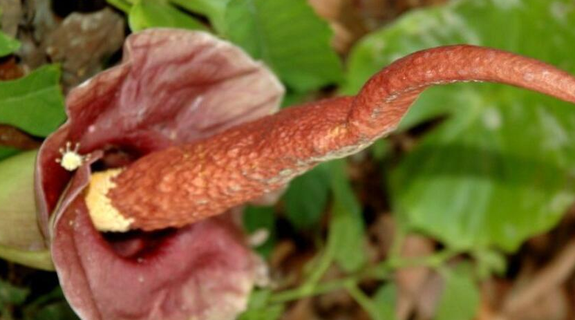 蒟蒻是什么意思读音怎么读？蒟蒻和魔芋是同一种植物吗