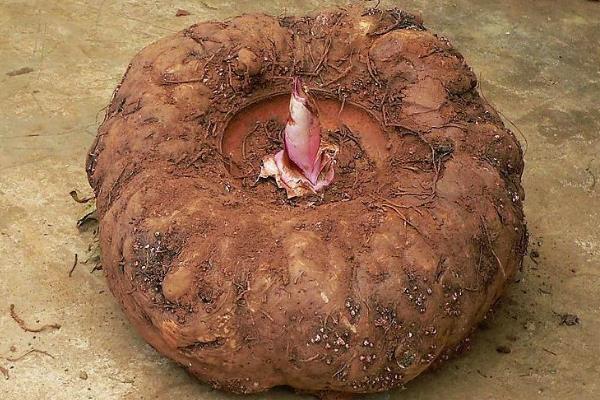 蒟蒻是什么意思读音怎么读？蒟蒻和魔芋是同一种植物吗