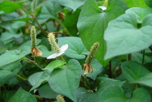 女人长期喝鱼腥草泡水好吗