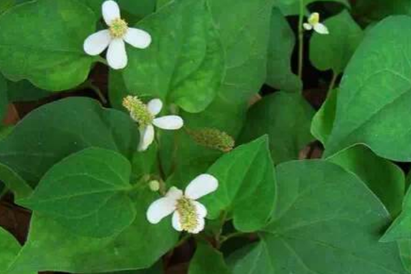 女人长期喝鱼腥草泡水好吗