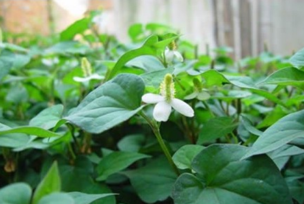 女人长期喝鱼腥草泡水好吗