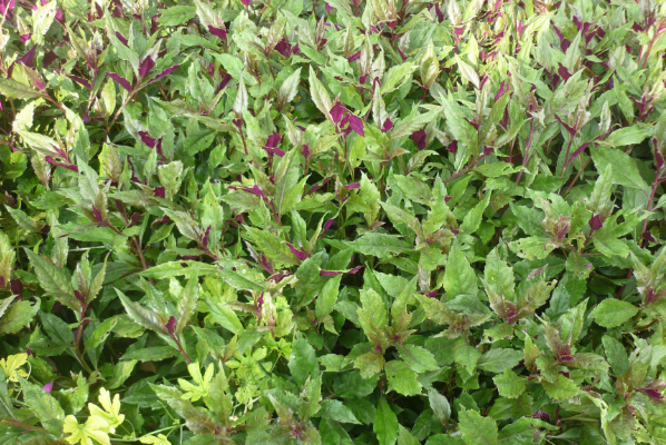 观音菜有什么功效和作用，观音菜的家常做法有哪些怎么做好吃