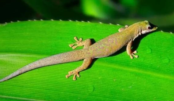 壁虎有灵性是真的吗，壁虎有毒吗打死了会不会倒霉？