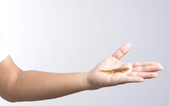 壁虎有灵性是真的吗，壁虎有毒吗打死了会不会倒霉？