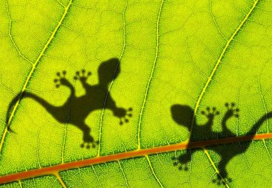 壁虎有灵性是真的吗，壁虎有毒吗打死了会不会倒霉？