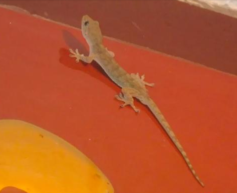 壁虎有灵性是真的吗，壁虎有毒吗打死了会不会倒霉？