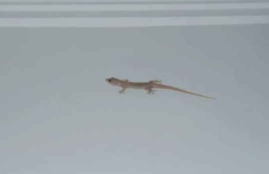 壁虎有灵性是真的吗，壁虎有毒吗打死了会不会倒霉？