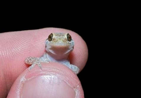 壁虎有灵性是真的吗，壁虎有毒吗打死了会不会倒霉？