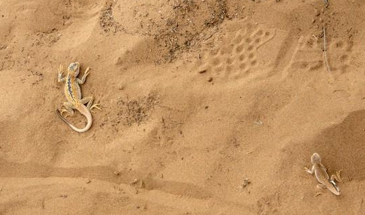 壁虎有灵性是真的吗，壁虎有毒吗打死了会不会倒霉？