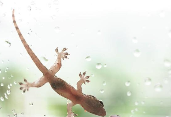 壁虎有灵性是真的吗，壁虎有毒吗打死了会不会倒霉？