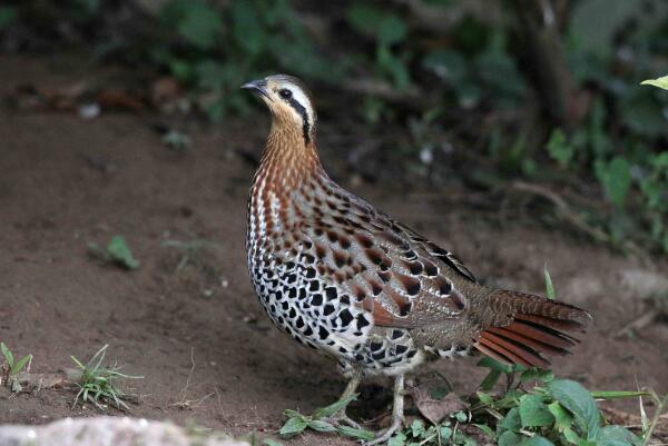 棕胸竹鸡图片大全