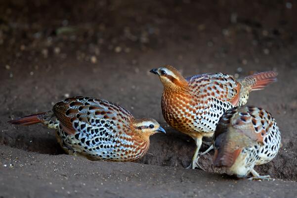 棕胸竹鸡图片大全