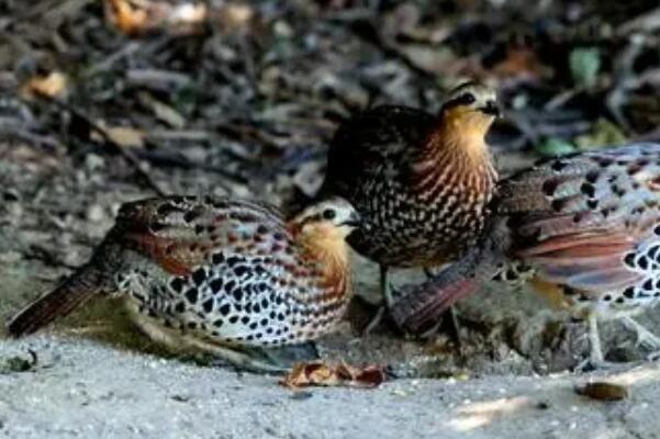 棕胸竹鸡图片大全