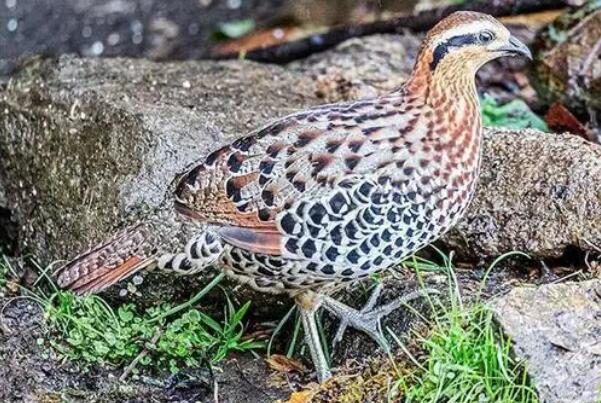 棕胸竹鸡图片大全