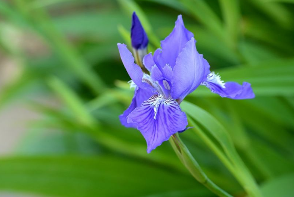 鸢尾兰和鸢尾有什么不同怎么区分？鸢尾兰花什么时候开？