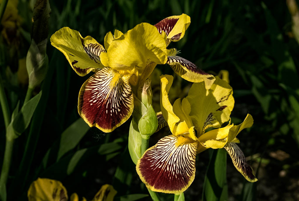 鸢尾兰和鸢尾有什么不同怎么区分？鸢尾兰花什么时候开？