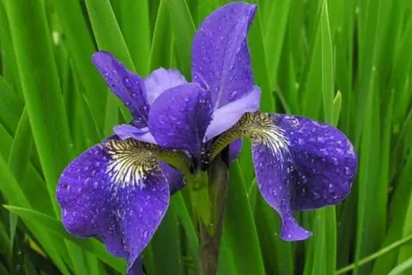 鸢尾兰和鸢尾有什么不同怎么区分？鸢尾兰花什么时候开？