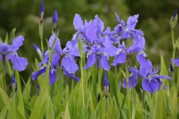 鸢尾兰和鸢尾有什么不同怎么区分？鸢尾兰花什么时候开？