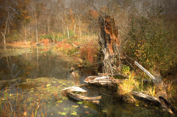曼查克沼泽地最危险的沼泽地图片，曼查克沼泽地在哪个地方