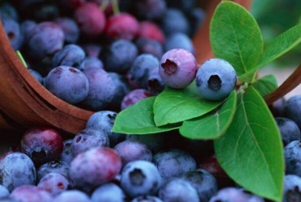 什么水果搭配减肥效果好?平时多吃哪些水果可以减肥瘦身