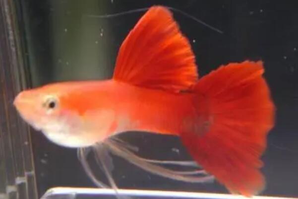 鱼会打嗝和放屁吗？鱼在水中是怎么放屁的？