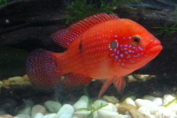 鱼会打嗝和放屁吗？鱼在水中是怎么放屁的？