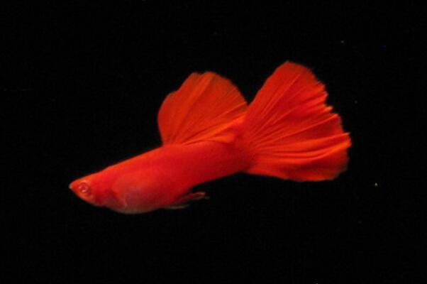 鱼会打嗝和放屁吗？鱼在水中是怎么放屁的？