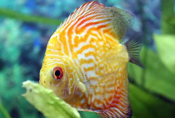 鱼会打嗝和放屁吗？鱼在水中是怎么放屁的？