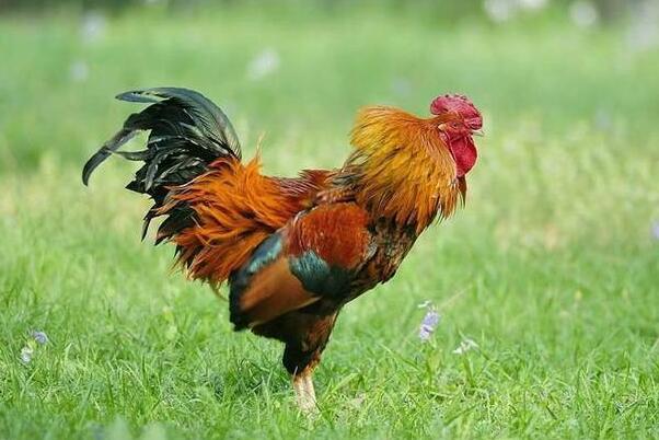 公鸡早上打鸣是为了表达什么意思？公鸡早上为什么会打鸣