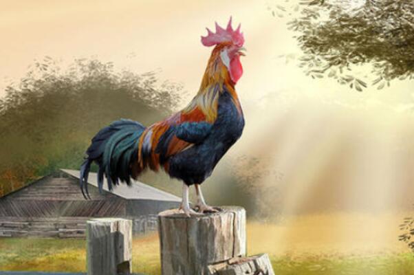 公鸡早上打鸣是为了表达什么意思？公鸡早上为什么会打鸣
