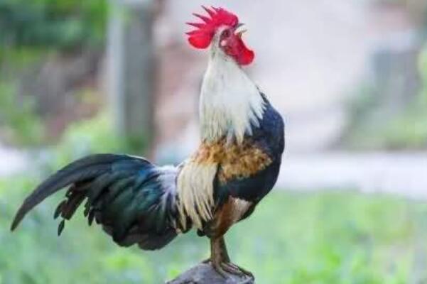 公鸡早上打鸣是为了表达什么意思？公鸡早上为什么会打鸣