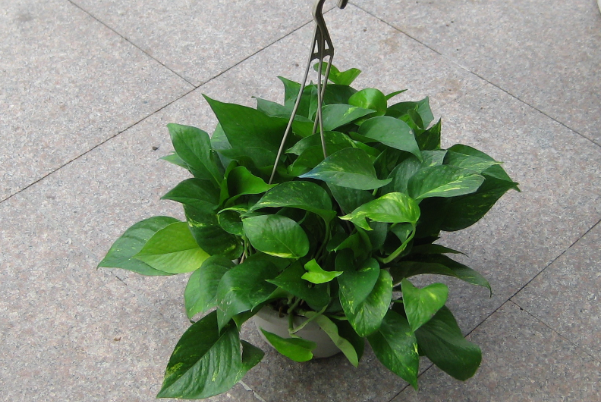 绿萝能不能放卧室里养对人体有害吗？绿萝怎么样才活得久