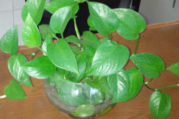 绿萝能不能放卧室里养对人体有害吗？绿萝怎么样才活得久