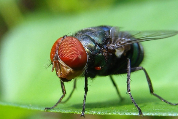 从动物身上得到启示的发明创造都有哪些，哪些发明是借鉴了动物行为