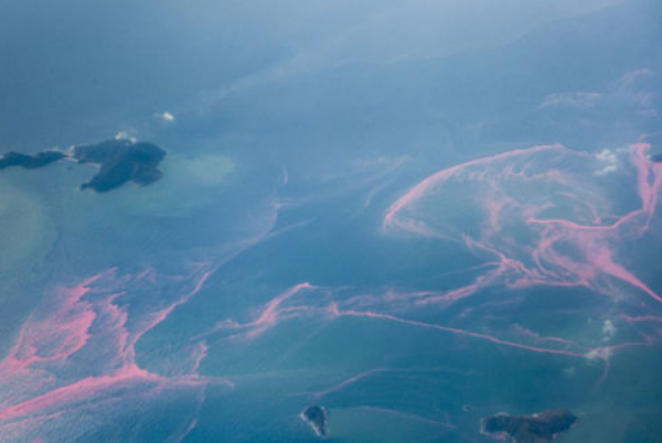 赤潮是什么意思是怎么形成的？赤潮是由哪种藻类引起的呢