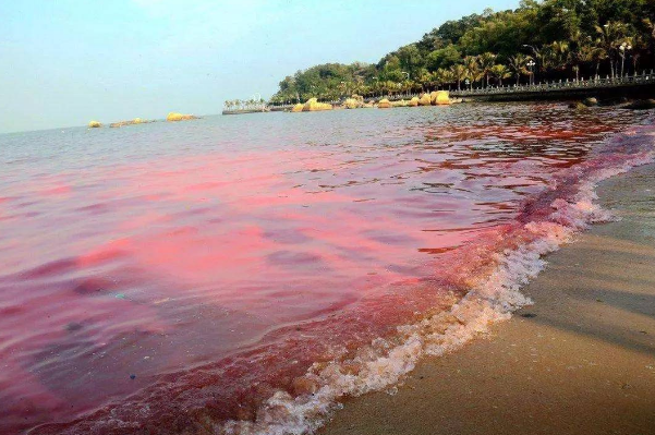 赤潮是什么意思是怎么形成的？赤潮是由哪种藻类引起的呢