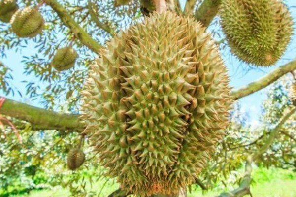 为什么说榴莲是最难吃的水果也是最好吃的水果，哪些水果难吃？