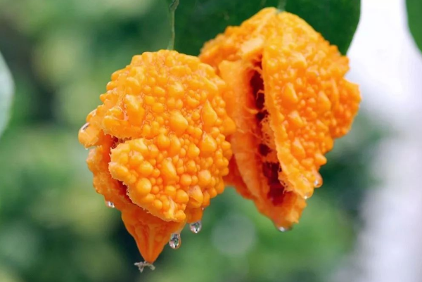 为什么说榴莲是最难吃的水果也是最好吃的水果，哪些水果难吃？