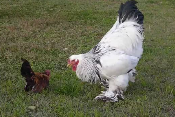 世界上最大的鸡是什么鸡是梵天鸡，梵天鸡和婆罗门鸡是同一种鸡吗